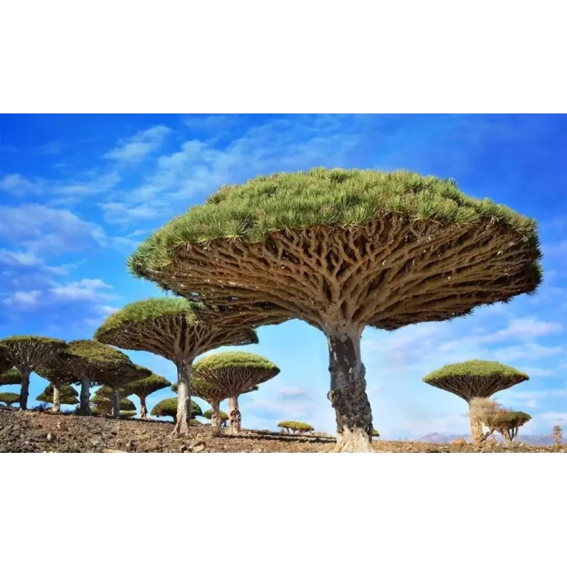 Canary Islands dragon tree Seeds (Dracaena draco) | Seeds Shop Store