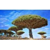 Canary Islands dragon tree Seeds (Dracaena draco) | Seeds Shop Store