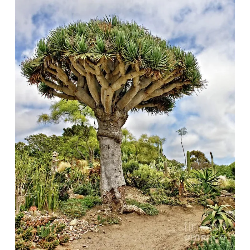 Canary Islands dragon tree Seeds (Dracaena draco) | Seeds Shop Store