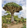 Canary Islands dragon tree Seeds (Dracaena draco) | Seeds Shop Store