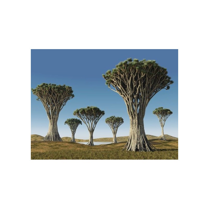 Canary Islands dragon tree Seeds (Dracaena draco) | Seeds Shop Store