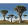 Canary Islands dragon tree Seeds (Dracaena draco) | Seeds Shop Store