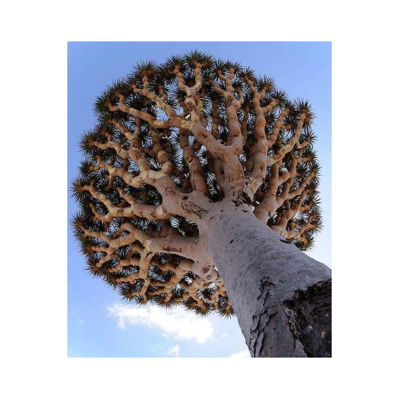 Canary Islands dragon tree Seeds (Dracaena draco) | Seeds Shop Store