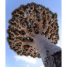 Canary Islands dragon tree Seeds (Dracaena draco) | Seeds Shop Store
