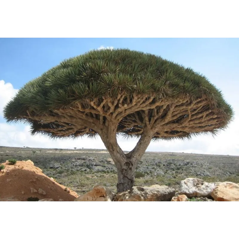 Canary Islands dragon tree Seeds (Dracaena draco) | Seeds Shop Store