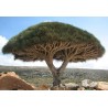 Canary Islands dragon tree Seeds (Dracaena draco) | Seeds Shop Store