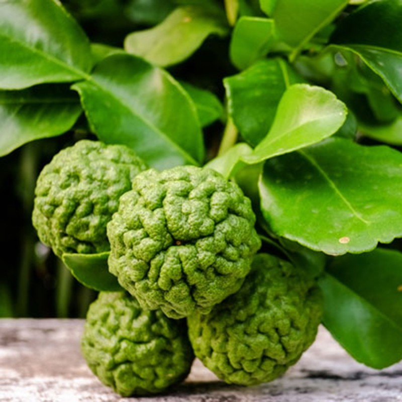 Sementes de laranja-bergamota (Citrus bergamia) | Seeds Shop Store