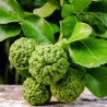 Sementes de laranja-bergamota (Citrus bergamia) | Seeds Shop Store