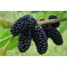 Crni Dud Seme (Morus nigra) | Seeds Shop Store