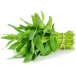 Semena vodního špenátu (Ipomoea aquatica) - 1.755