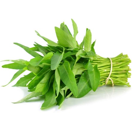 Sementes de espinafre-d'água (Ipomoea aquatica) | Seeds Shop Store