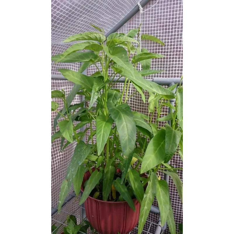 Water spinach seeds (Ipomoea aquatica) | Seeds Shop Store