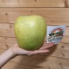 Giant Mutsu apple seeds (Malus sylvestris) | Seeds Shop Store