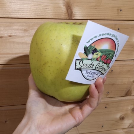 Giant Mutsu apple seeds (Malus sylvestris) | Seeds Shop Store
