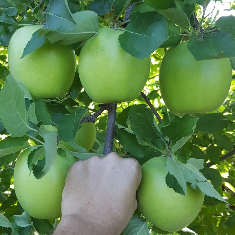 Giant Mutsu apple seeds (Malus sylvestris) | Seeds Shop Store