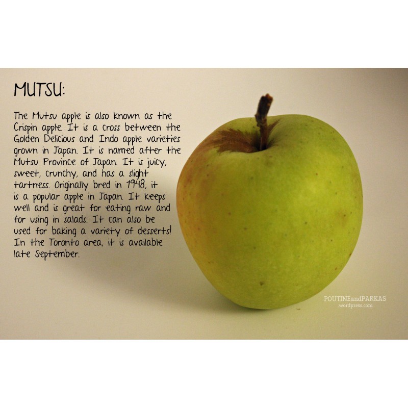 Giant Mutsu apple seeds (Malus sylvestris) | Seeds Shop Store