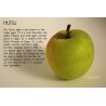 Giant Mutsu apple seeds (Malus sylvestris) | Seeds Shop Store