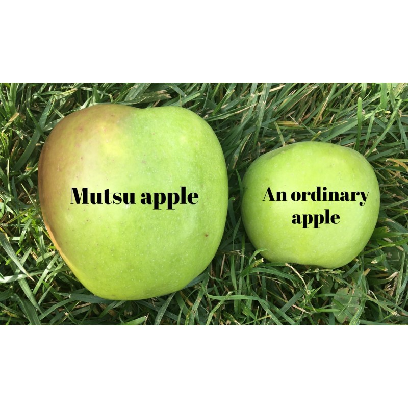 Giant Mutsu apple seeds (Malus sylvestris) | Seeds Shop Store