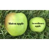 Giant Mutsu apple seeds (Malus sylvestris) | Seeds Shop Store