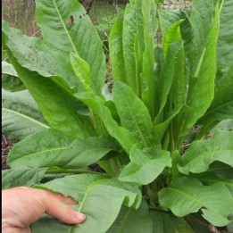 Sementes de docas, azedas (Rumex patientia) - 2.205