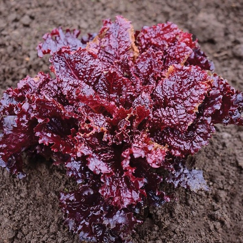 Sementes de salada Merlot Cazard | Seeds Shop Store