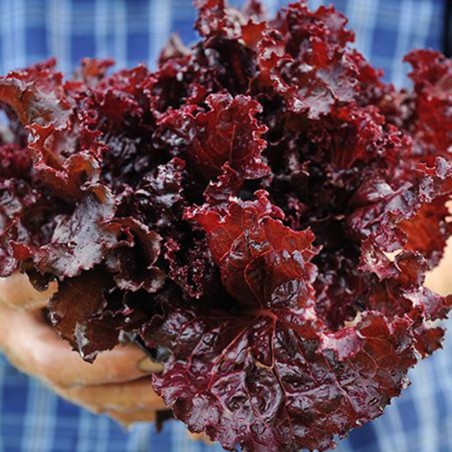 Sementes de salada Merlot Cazard | Seeds Shop Store
