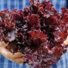 Sementes de salada Merlot Cazard | Seeds Shop Store