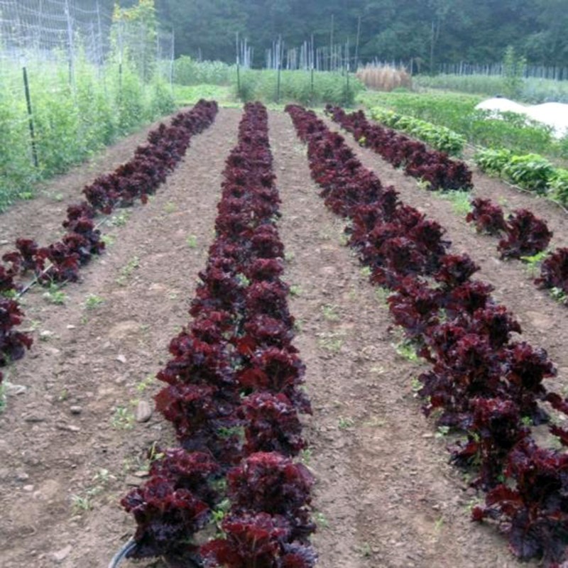 Sementes de salada Merlot Cazard | Seeds Shop Store