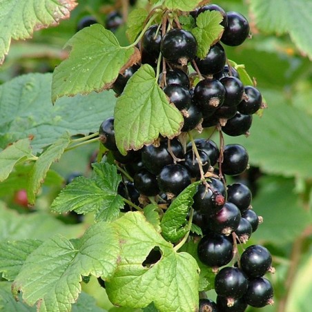 Blackcurrant Seeds (Ribes nigrum) | Seeds Shop Store