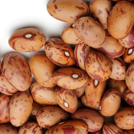 Inka Beans Seeds | Seeds Shop Store
