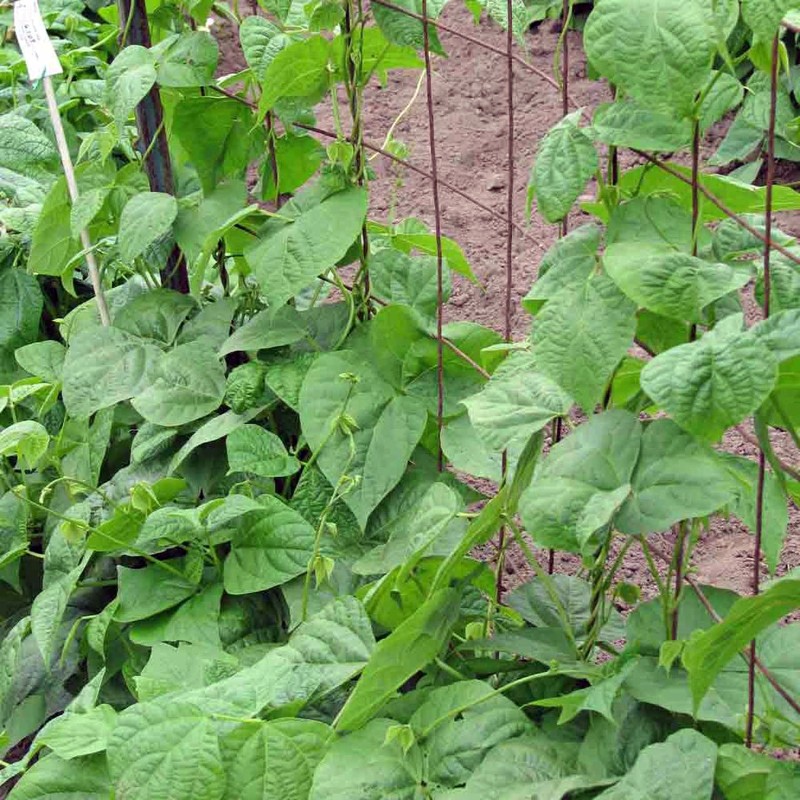 Babylon Bean Seeds | Seeds Shop Store