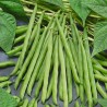 Babylon Bean Seeds | Seeds Shop Store