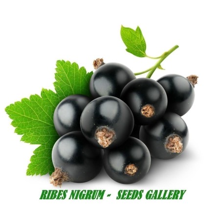 Blackcurrant Seeds (Ribes nigrum) | Seeds Shop Store