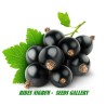 Blackcurrant Seeds (Ribes nigrum) | Seeds Shop Store