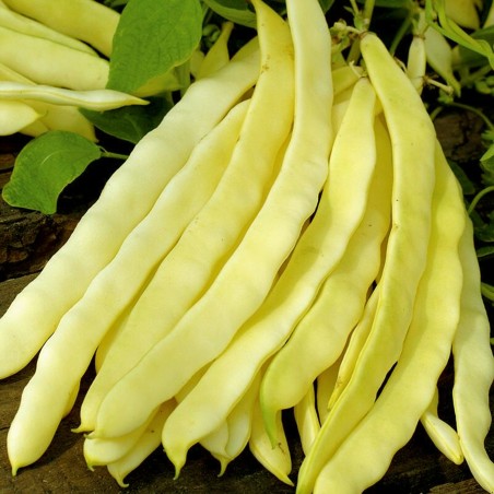Odir green beans seeds | Seeds Shop Store