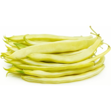 Odir green beans seeds | Seeds Shop Store