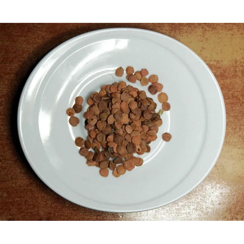 Semi di mirtillo americano (Viburnum trilobum) | Seeds Shop Store