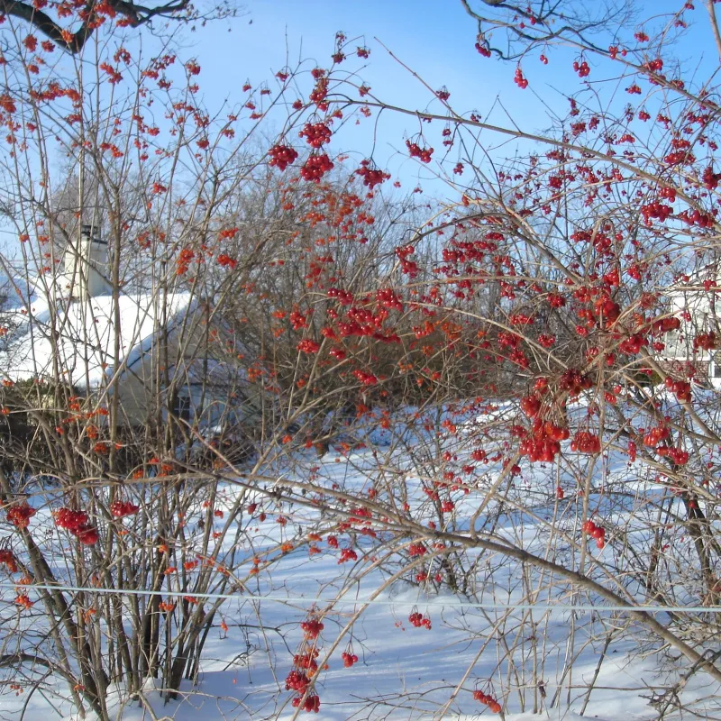 Sementes de Cerejas Americanas (Viburnum trilobum) | Seeds Shop Store