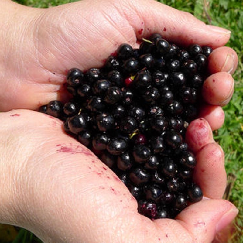 Semillas de Maqui Súper fruta (Aristotelia chilensis) | Seeds Shop Store