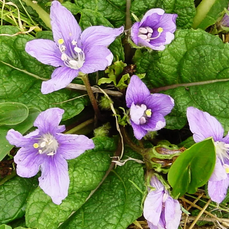 Gemeine Alraune Samen (Mandragora officinarum) | Seeds Shop Store