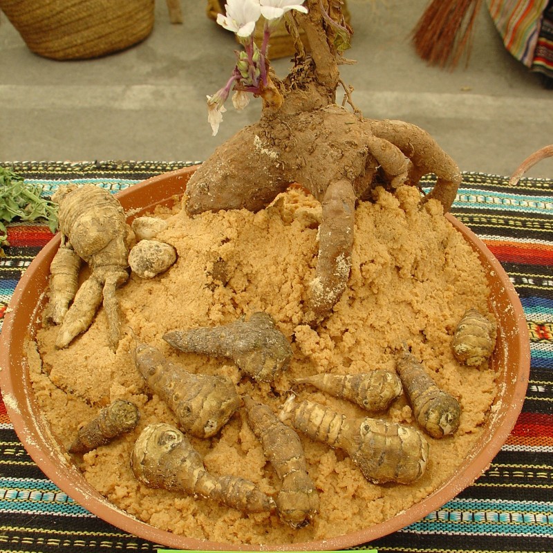 Mandrake seeds (Mandragora officinarum) | Seeds Shop Store