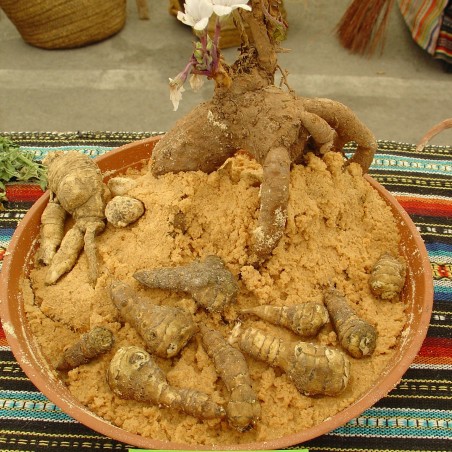 Mandrake seeds (Mandragora officinarum) | Seeds Shop Store