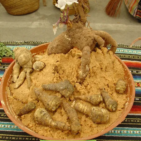 Mandrake seeds (Mandragora officinarum) | Seeds Shop Store