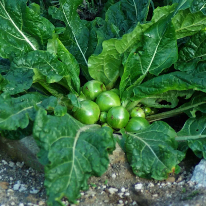 Mandrake seeds (Mandragora officinarum) | Seeds Shop Store