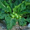 Mandrake seeds (Mandragora officinarum) | Seeds Shop Store