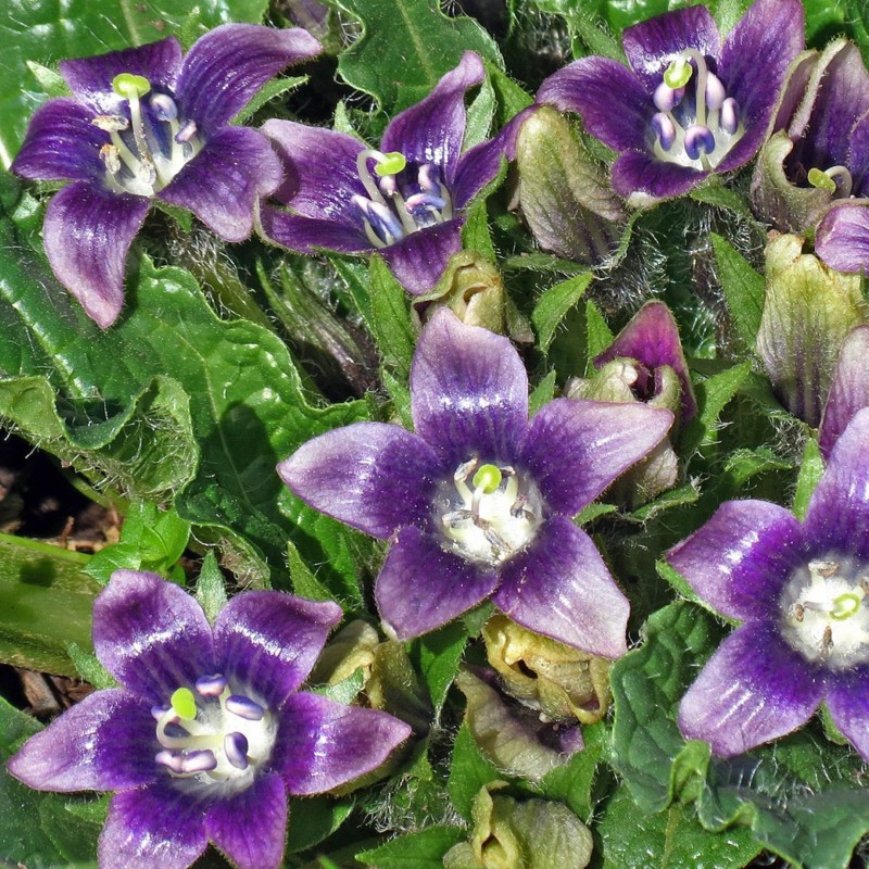 Gemeine Alraune Samen (Mandragora officinarum) | Seeds Shop Store