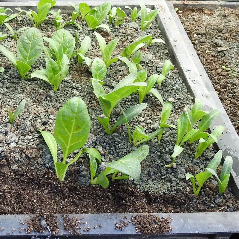 Mandrake seeds (Mandragora officinarum) | Seeds Shop Store