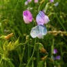 Sementes de CHÍCHARO Colorido (Lathyrus sativus) | Seeds Shop Store