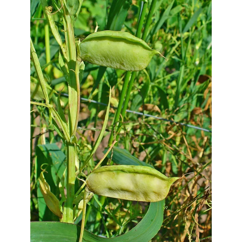 Sementes de CHÍCHARO Colorido (Lathyrus sativus) | Seeds Shop Store