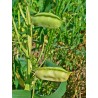 Sementes de CHÍCHARO Colorido (Lathyrus sativus) | Seeds Shop Store